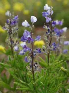 Kellogg's Spurred Lupine thumbnail 4