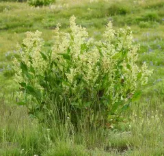 poke knotweed thumbnail 2