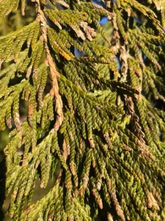 Cedar Leaf Blight thumbnail 2