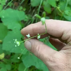 American trailplant thumbnail 2