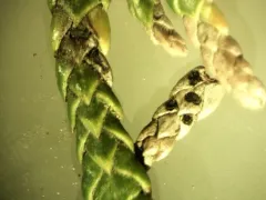 Cedar Leaf Blight thumbnail 3