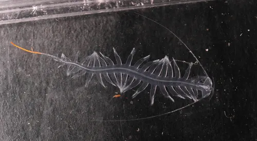 Tomopteris pacifica