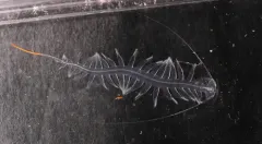 Tomopteris pacifica thumbnail 1