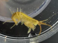 Sea Lettuce Sea Flea thumbnail 4