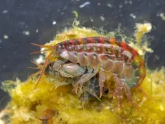 Apohyale pugettensis thumbnail 3