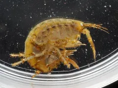 Anisogammarus pugettensis thumbnail 3