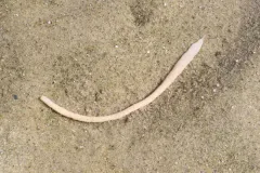 Flesh-colored Ribbon Worm thumbnail 4