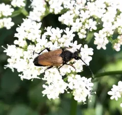 Minnesota Long-horned Beetle thumbnail 4