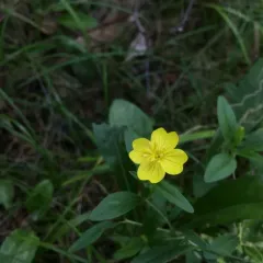 Small Sundrops thumbnail 1