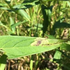 Milkweed Leaf-miner Fly thumbnail 3