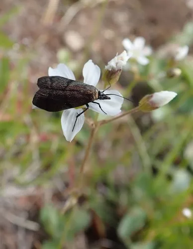 Pyla scintillans