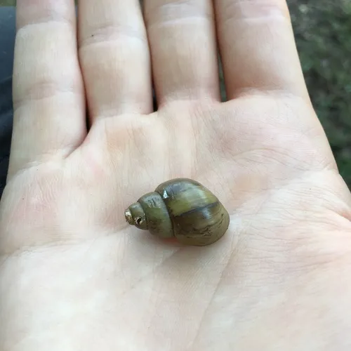 Pointed Campeloma