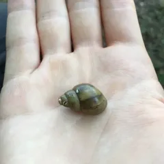 Pointed Campeloma thumbnail 1