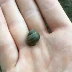 Banded Mystery Snail thumbnail 4