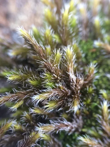 Racomitrium brevipes
