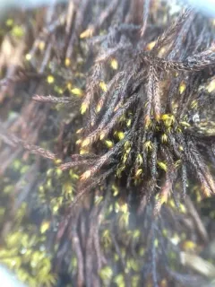 Pseudoleskea atricha thumbnail 3