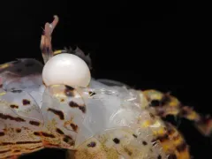 Sylon hippolytes thumbnail 2