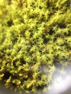 Racomitrium muticum thumbnail 1