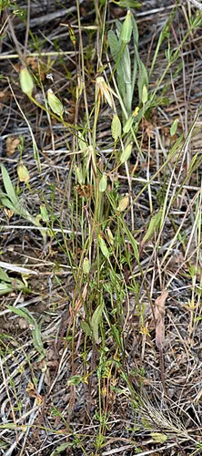 Small-flower Hawk's-beard