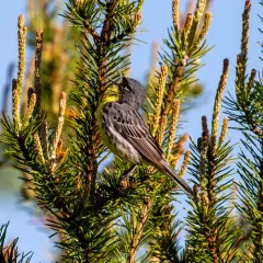 Kirtland's Warbler thumbnail 1