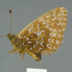 Polaris Fritillary thumbnail 3