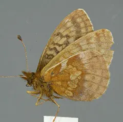 Dingy Fritillary thumbnail 3