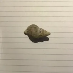 Dire Whelk thumbnail 4