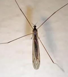 Dicranomyia liberta thumbnail 4