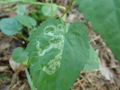 Ophiomyia carolinensis thumbnail 1