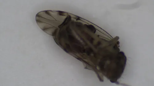 Peters' barklouse