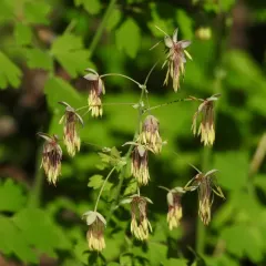 Western Meadow-rue thumbnail 2