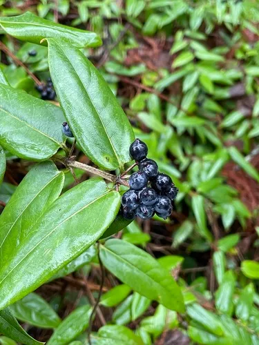 Henry's honeysuckle