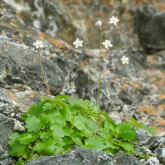 wood saxifrage thumbnail 2