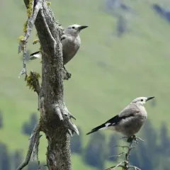 Clark's Nutcracker thumbnail 2