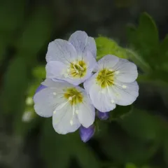 California Jacob's ladder thumbnail 2