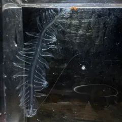 Tomopteris pacifica thumbnail 2