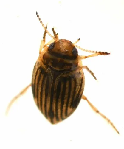 Nectoporus obesus
