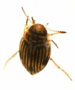 Nectoporus obesus thumbnail 1