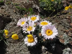 Yellowstone grounddaisy thumbnail 2