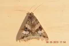 Indomitable Graphic Moth thumbnail 3
