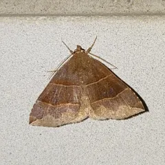 Maple Looper Moth thumbnail 2