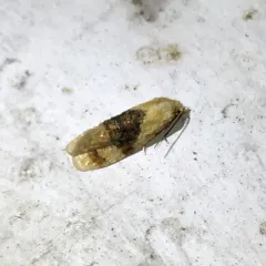 Banded Sunflower Moth thumbnail 2
