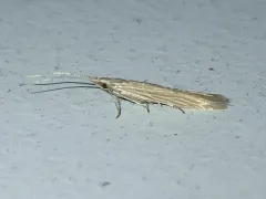 Streaked Coleophora Moth thumbnail 4