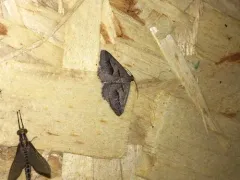 Vermilion Granite Moth thumbnail 4