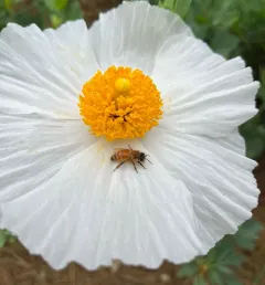 Coulter's matilija poppy thumbnail 1