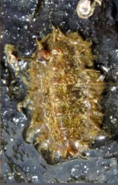 Mopalia cirrata thumbnail 3