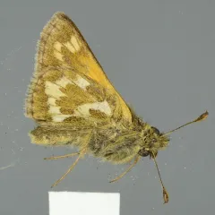 Draco Skipper thumbnail 3