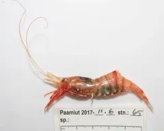 Eualus belcheri thumbnail 3