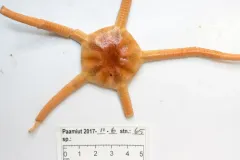 Ophiopleura borealis thumbnail 4