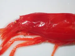 Grooveback Shrimp thumbnail 2